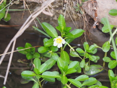 Ludwigia adscendens
