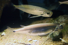 Giant Sword Minnow photo 3