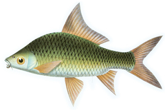 Giant Sharkminnow photo 2