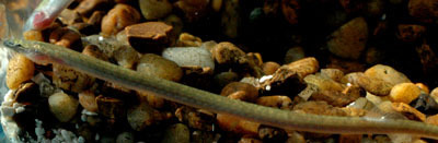 Golden Kuhli Loach