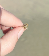 テナガツノヤドカリ