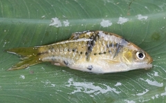 False Spanner Barb photo 1