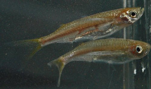 Blue glass barb (Parachela cyanea) — Cyprinidae