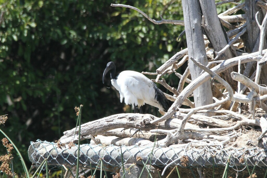 African Sacred Ibis from Milnerton, Cape Town, South Africa on March 13 ...