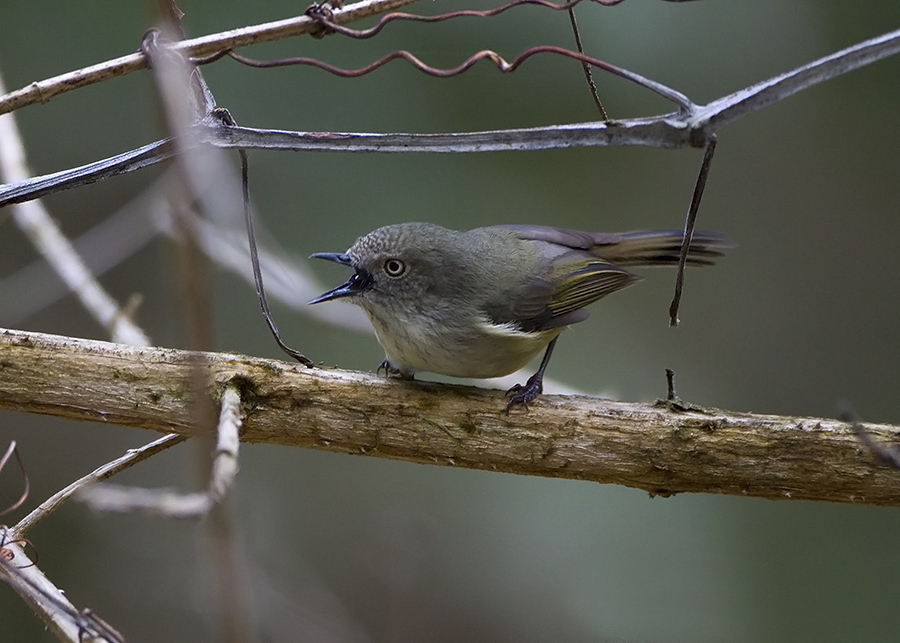 Mountain Thornbill photo