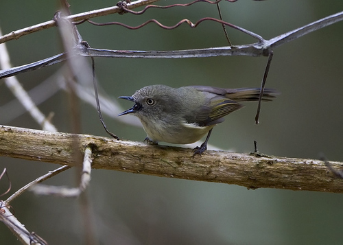 Mountain Thornbill