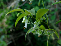 Asparagus asparagoides image