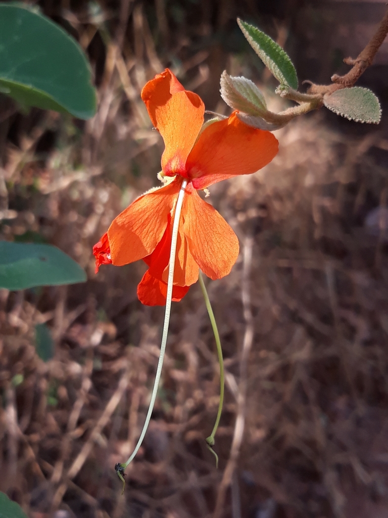 Helicteres brevispira