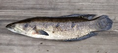 Ocellated Snakehead photo 5