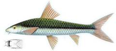 Siamese Algae-Eater photo 4