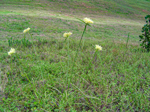 Mariscus hemisphaericus image