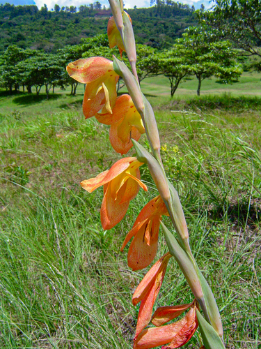 Gladiolus dalenii subsp. dalenii image