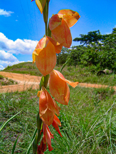 Gladiolus dalenii subsp. dalenii image