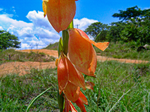 Gladiolus dalenii subsp. dalenii image