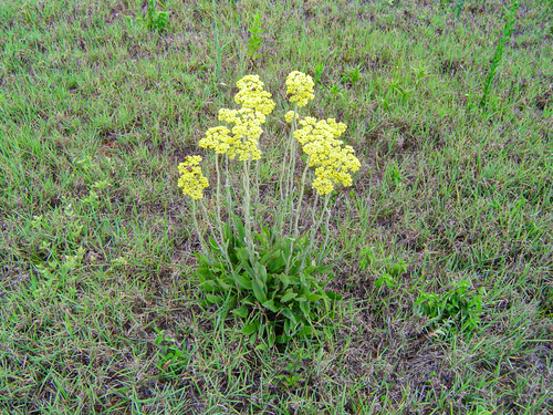 Helichrysum nudifolium var. nudifolium image