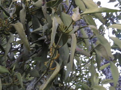 Phoradendron brachystachyum