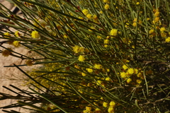 Acacia euthycarpa euthycarpa