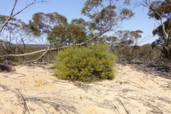 Acacia euthycarpa euthycarpa
