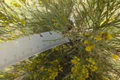 Acacia euthycarpa euthycarpa