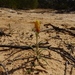 Waitzia acuminata - Photo (c) Wayne Martin, some rights reserved (CC BY-NC)