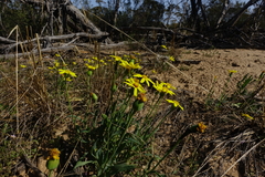 Senecio gregorii