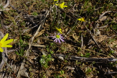 Brachyscome ciliaris ciliaris