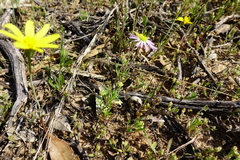 Brachyscome ciliaris ciliaris