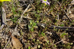 Brachyscome ciliaris ciliaris