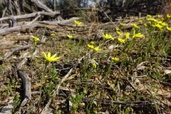 Brachyscome ciliaris ciliaris
