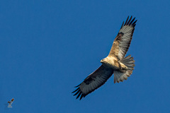 Himalayan Buzzard photo 2