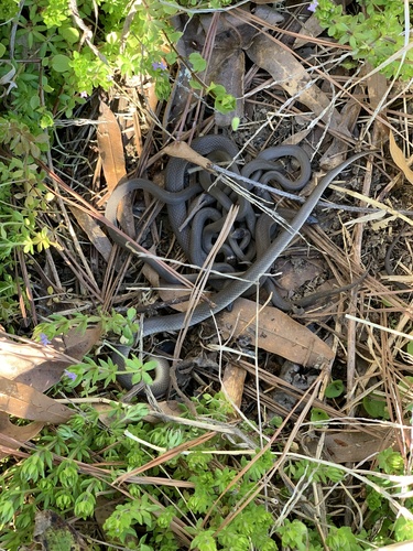 Rough Earthsnake, Friends of Forest Hill Park, Richmond, VA, US, photo 6 of 10