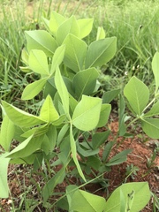 Baptisia bracteata