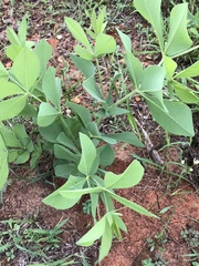 Baptisia bracteata