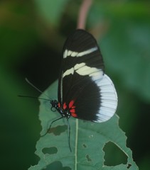 Heliconius eleuchia