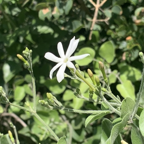 Jasminum fluminense subsp. fluminense image