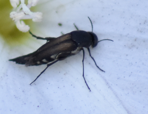 Stenalia observed 2018-07-13