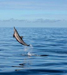 Spinner dolphin