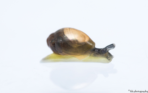 Ferussacia folliculum