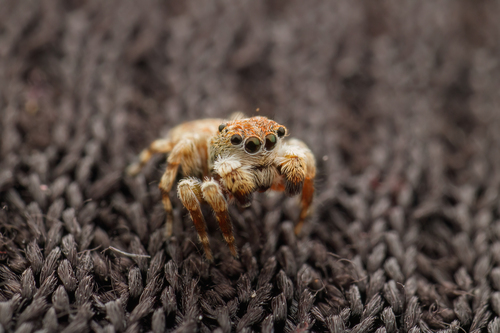 Curubis erratica