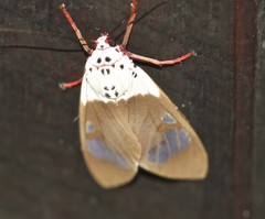 Amerila crokeri