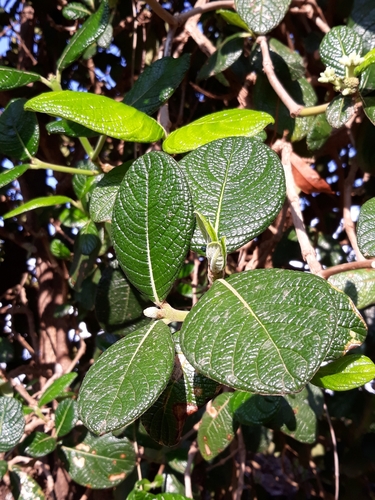 Rudgea viburnoides