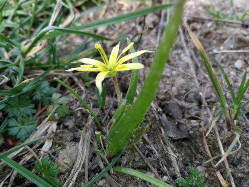krivec páperistý (Gagea villosa)