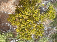 Phoradendron bolleanum densum