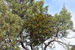 Phoradendron bolleanum densum