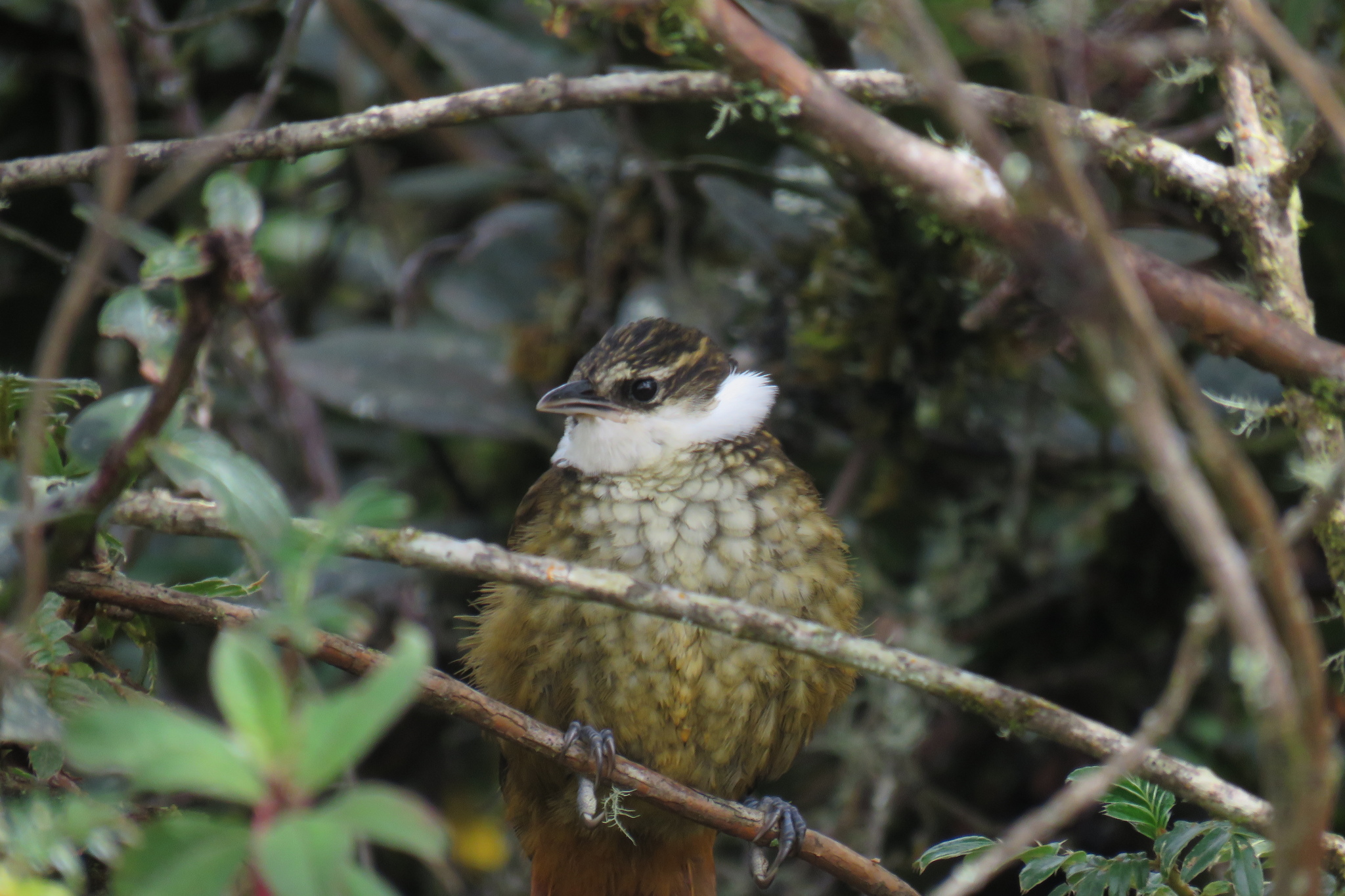 Pseudocolaptes boissonneautii (Lafresnaye, 1840)