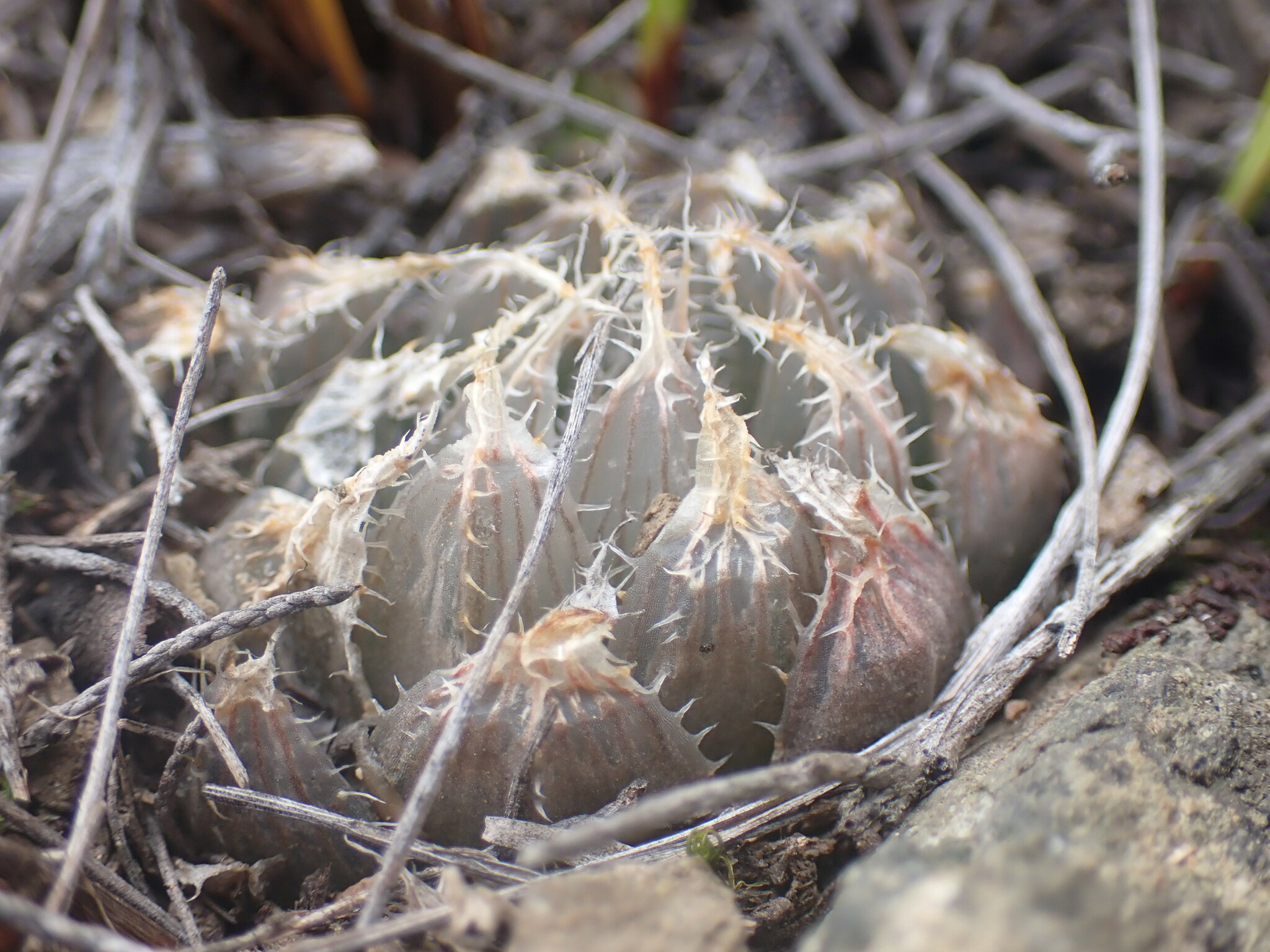 Imagem de Haworthia