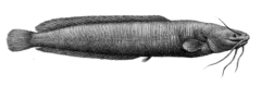 Smooth-Head Catfish photo 3