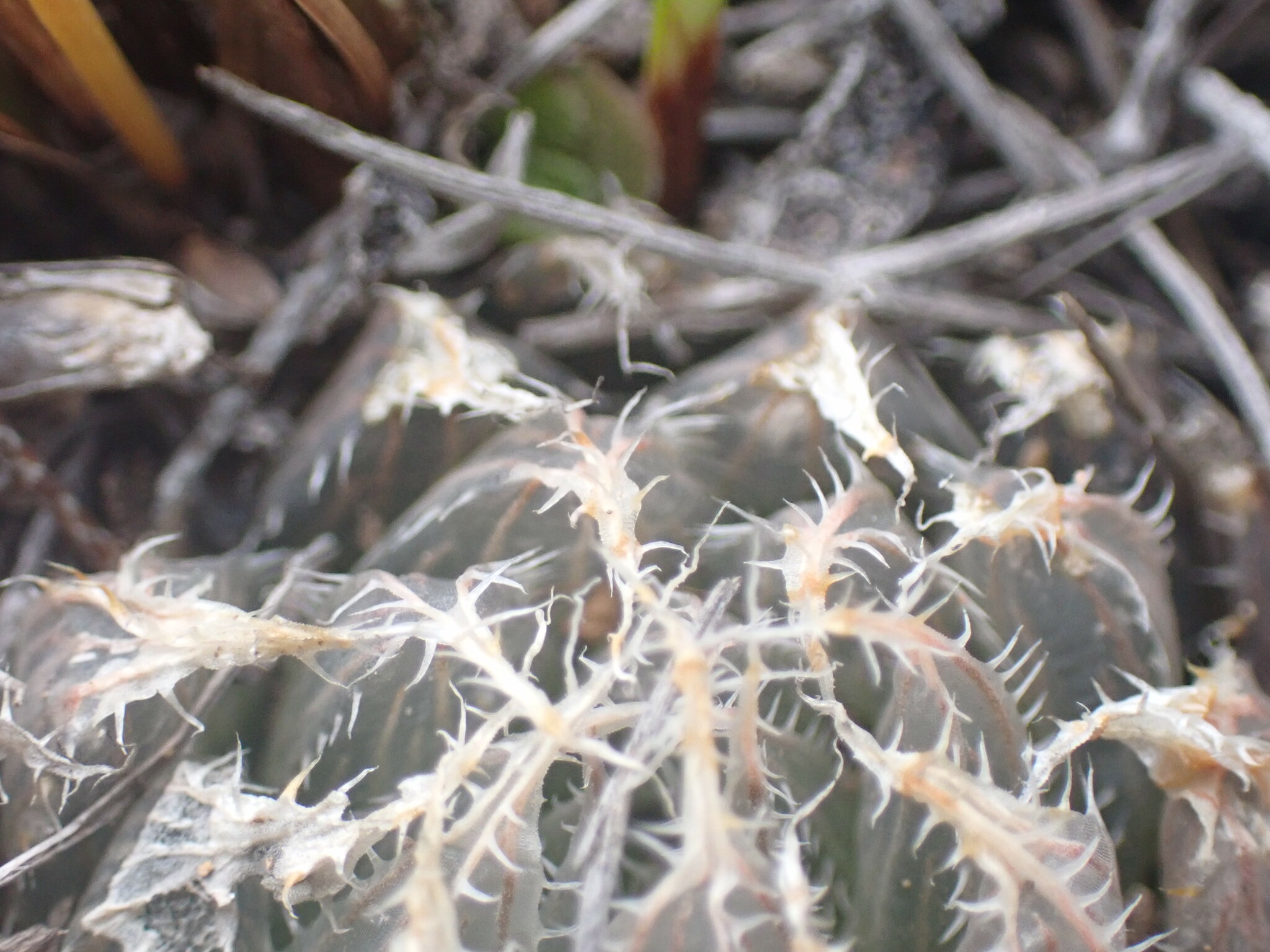 Imagem de Haworthia