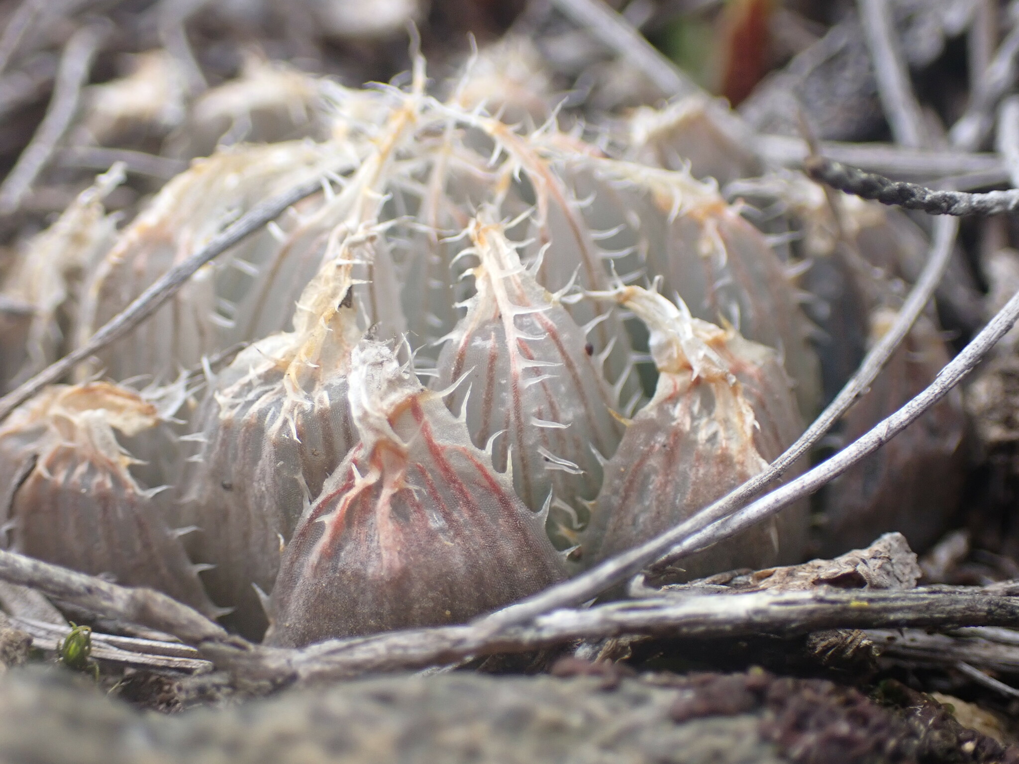 Imagem de Haworthia