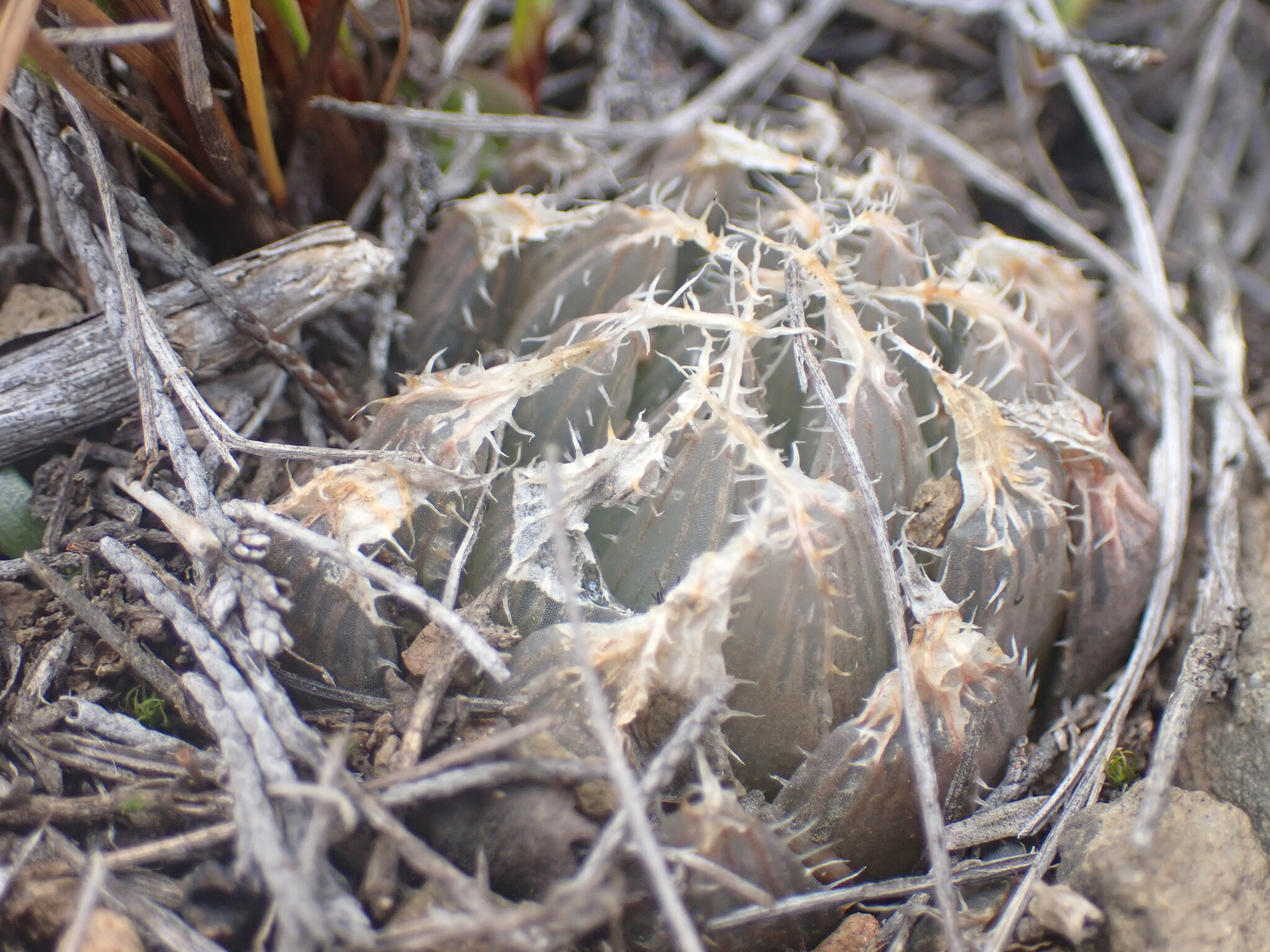 Imagem de Haworthia
